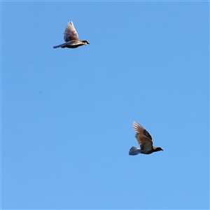 Columba livia at Yarralumla, ACT - 8 Dec 2024