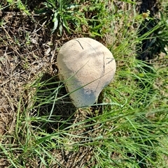 Calvatia sp. (a puffball ) at Isaacs, ACT - 8 Dec 2024 by Mike