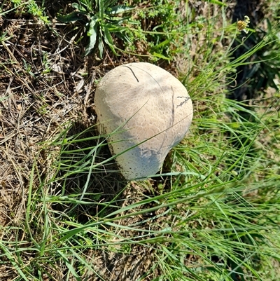 Calvatia sp. (a puffball ) at Isaacs, ACT - 7 Dec 2024 by Mike