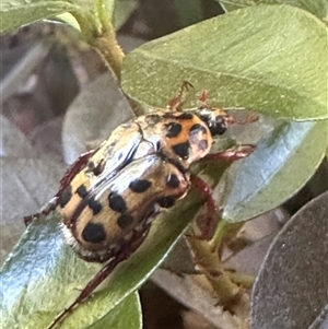 Neorrhina punctata (Spotted flower chafer) at Harrison, ACT by Huntling