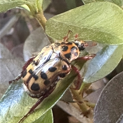 Neorrhina punctata (Spotted flower chafer) at Harrison, ACT - 7 Dec 2024 by Huntling