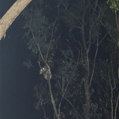 Koala (Phascolarctos cinereus) at Freemans Waterhole, NSW - 24 Nov 2024 by AppleBlaq