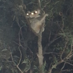 Phascolarctos cinereus at Freemans Waterhole, NSW - 24 Nov 2024 09:06 PM