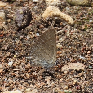 Jalmenus icilius (Amethyst Hairstreak) at Theodore, ACT by owenh