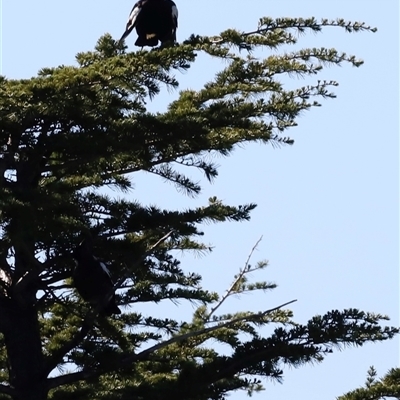 Gymnorhina tibicen (Australian Magpie) at Yarralumla, ACT - 8 Dec 2024 by JimL