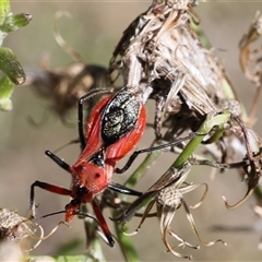 Gminatus australis (Orange assassin bug) at Lyons, ACT - 8 Dec 2024 by ran452