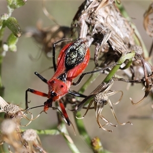 Gminatus australis at Lyons, ACT - 8 Dec 2024 09:25 AM