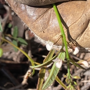 Grona varians at Narrabundah, ACT - 8 Dec 2024