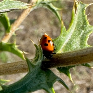 Hippodamia variegata (Spotted Amber Ladybird) at Yarralumla, ACT by KMcCue