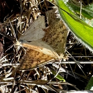 Scopula rubraria at Yarralumla, ACT - 8 Dec 2024 08:27 AM