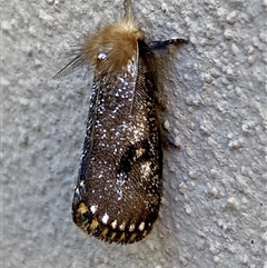 Epicoma contristis (Yellow-spotted Epicoma Moth) at Jerrabomberra, NSW - 8 Dec 2024 by SteveBorkowskis