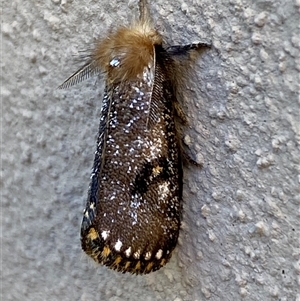 Epicoma contristis (Yellow-spotted Epicoma Moth) at Jerrabomberra, NSW by SteveBorkowskis