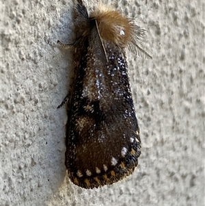 Epicoma contristis at Jerrabomberra, NSW - 8 Dec 2024