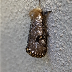 Epicoma contristis at Jerrabomberra, NSW - 8 Dec 2024