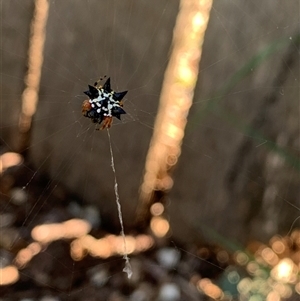 Austracantha minax at Hackett, ACT - 8 Dec 2024