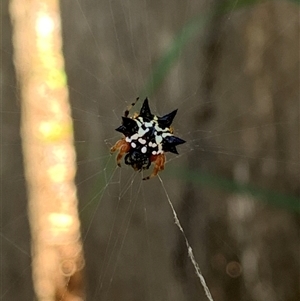 Austracantha minax at Hackett, ACT - 8 Dec 2024