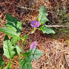 Solanum cinereum (Narrawa Burr) at Isaacs, ACT - 7 Dec 2024 by Mike