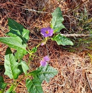 Solanum cinereum at Isaacs, ACT - 8 Dec 2024 09:39 AM