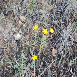 Hypericum gramineum at Isaacs, ACT - 8 Dec 2024 09:28 AM