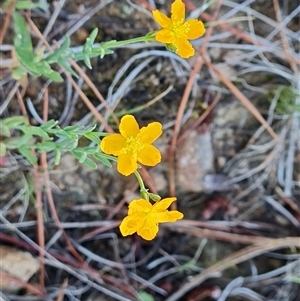 Hypericum gramineum at Isaacs, ACT - 8 Dec 2024 09:28 AM