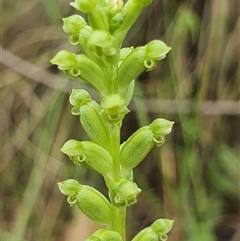 Microtis unifolia (Common Onion Orchid) at Paddys River, ACT - 7 Dec 2024 by Bubbles