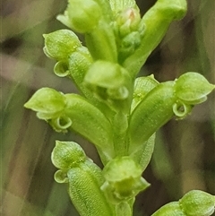 Microtis unifolia at Paddys River, ACT - suppressed