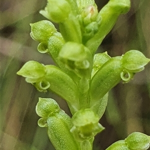 Microtis unifolia at Paddys River, ACT - suppressed