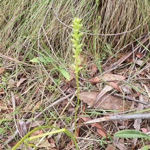 Microtis unifolia at Paddys River, ACT - suppressed