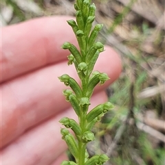 Microtis unifolia at Paddys River, ACT - 7 Dec 2024