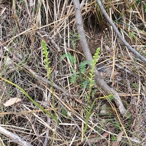 Microtis unifolia at Paddys River, ACT - suppressed