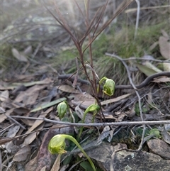 Pterostylis nutans (Nodding Greenhood) at Acton, ACT - 29 Aug 2024 by Rebeccajgee