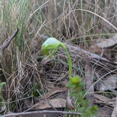 Pterostylis nutans at Acton, ACT - suppressed