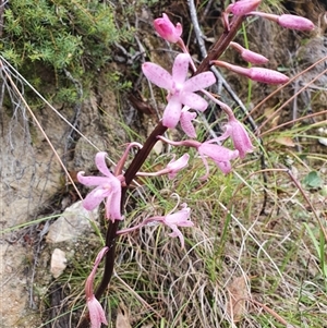 Dipodium roseum at Paddys River, ACT - suppressed