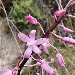 Dipodium roseum at Paddys River, ACT - suppressed