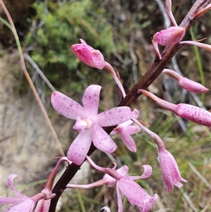 Dipodium roseum at Paddys River, ACT - 7 Dec 2024