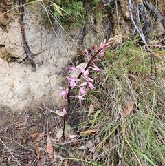 Dipodium roseum at Paddys River, ACT - suppressed