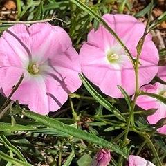 Convolvulus angustissimus subsp. angustissimus (Australian Bindweed) at Florey, ACT - 7 Dec 2024 by Jennybach