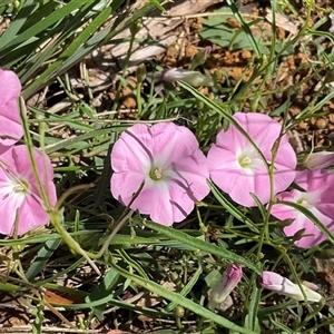 Convolvulus angustissimus subsp. angustissimus at Florey, ACT - 8 Dec 2024