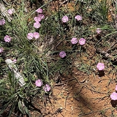 Convolvulus angustissimus subsp. angustissimus at Florey, ACT - 8 Dec 2024