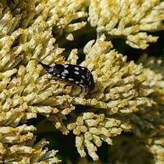 Mordella dumbrelli (Dumbrell's Pintail Beetle) at Isaacs, ACT - 8 Dec 2024 by Mike