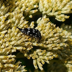 Mordella dumbrelli (Dumbrell's Pintail Beetle) at Isaacs, ACT by Mike