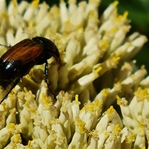 Phyllotocus macleayi (Nectar scarab) at Isaacs, ACT by Mike