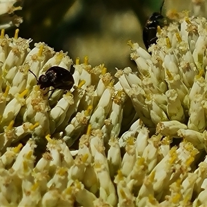 Phyllotocus macleayi at Isaacs, ACT - 8 Dec 2024