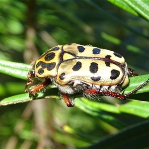 Neorrhina punctata (Spotted flower chafer) at Isaacs, ACT by Mike