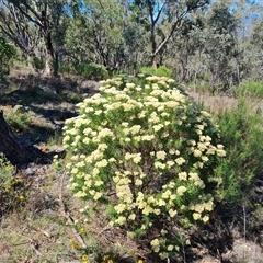 Cassinia longifolia (Shiny Cassinia, Cauliflower Bush) at Isaacs, ACT - 7 Dec 2024 by Mike