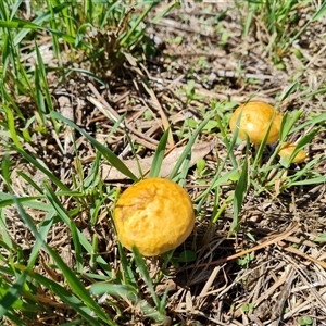 Unidentified Cap on a stem; gills below cap [mushrooms or mushroom-like] at Isaacs, ACT by Mike