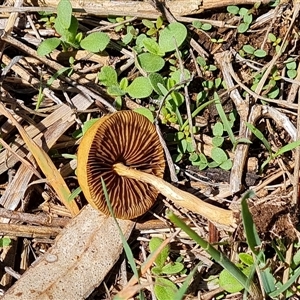 zz agaric (stem; gills not white/cream) at Isaacs, ACT - 8 Dec 2024 10:19 AM