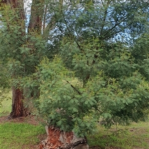 Acacia mearnsii at Brogo, NSW - 8 Dec 2024