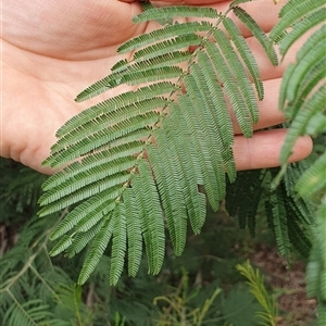 Acacia mearnsii at Brogo, NSW - 8 Dec 2024 12:01 PM