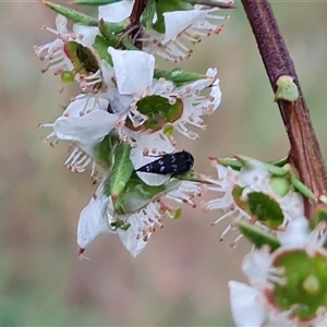 Mordella sp. (genus) (Pintail or tumbling flower beetle) at O'Malley, ACT by Mike